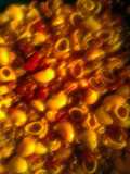 goulash