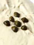 Salsa Tonnata moderna