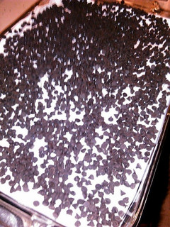 A picture of chocolate lasagna.