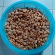 Kacang Bawang