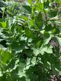 California Farm No Salt Vegetable Broth
