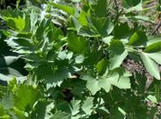 A picture of celery salt