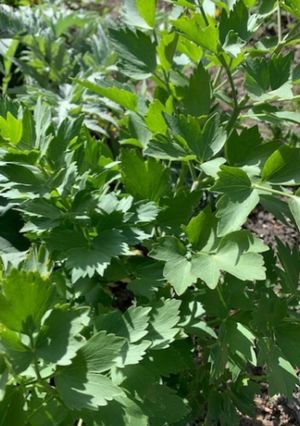 A picture of California Farm No Salt Vegetable Broth.