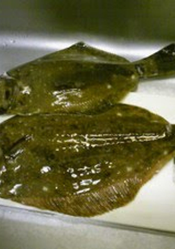 A picture of Really Easy! How to Cut Up Flounder (Method 1).