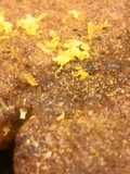 Coriander & Lemon Pork Chops