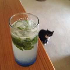Mojito A picture of Mojito.
