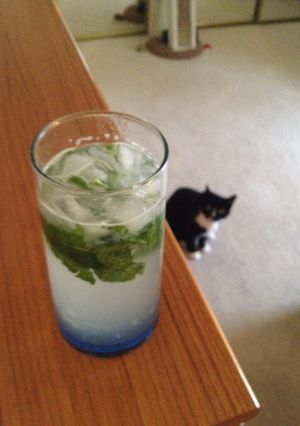 A picture of Mojito.