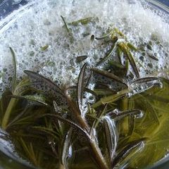 A picture of For Early Summer! Rosemary Bread Starter.