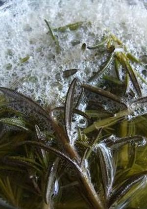 A picture of For Early Summer! Rosemary Bread Starter.