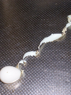 A picture of It Comes Off As One Strip! Peel Quail Eggs.