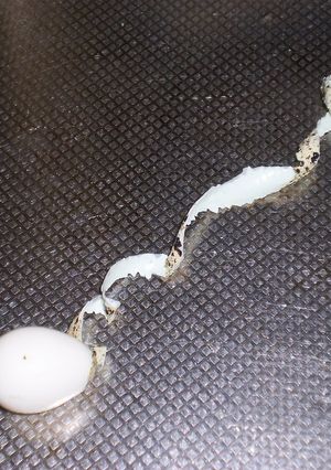 A picture of It Comes Off As One Strip! Peel Quail Eggs.