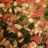 Garlicky Cannellini Beans with Spinach & Tomatoes