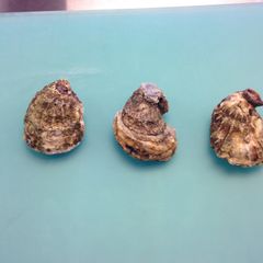 A picture of Oysters Sous-Vide.