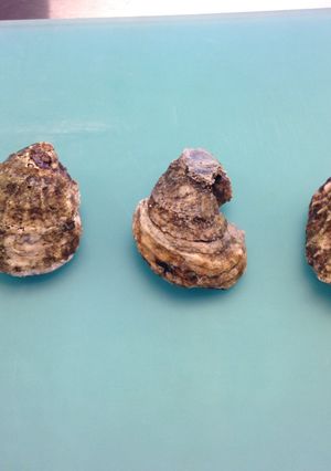 A picture of Oysters Sous-Vide.