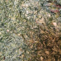 A picture of Creamed spinach.