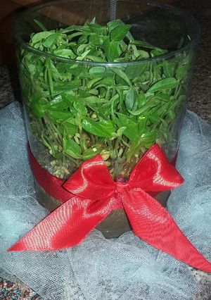 عکسی از دستور سبزه ماش