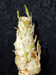 عکسی از دستور رشد دوباره کاهو