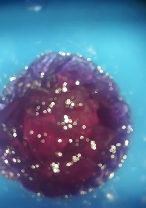 Una foto de Gelatina casera de sandía