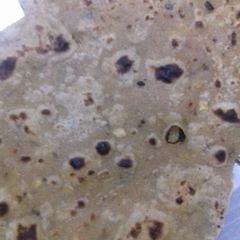 A picture of Chane dal ki chapati.
