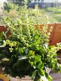 Escalop de iepure natur
