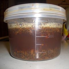 A picture of Homemade Black Tea Bread Starter.