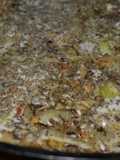 Gratina de hinojo y queso con zaatar