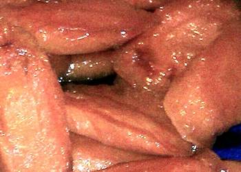 Easy Fast Cooking Citrus Glazed Carrots Delicious Simple