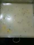 Puding lapis jagung nutrijel