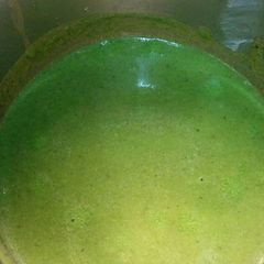 A picture of Green magic soup.
