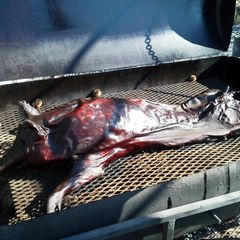 A picture of pig roast.
