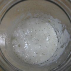 A picture of For Beginners: Yogurt Bread Starter (Leaven).