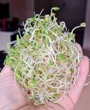 Brotes de fenogreco 🌱 Germinación de semillas de fenogreco 🌱