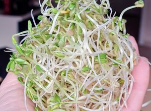Una foto de Brotes de fenogreco 🌱 Germinación de semillas de fenogreco 🌱