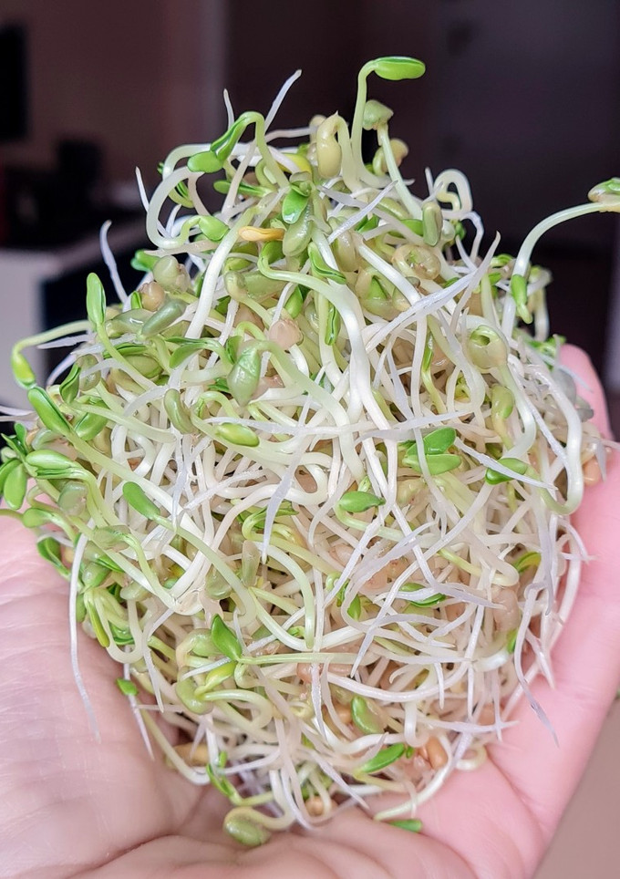 Una foto de Brotes de fenogreco 🌱 Germinación de semillas de fenogreco 🌱