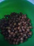 Oil free Kalay chaney