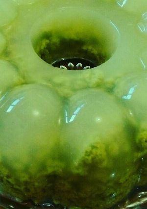 Foto resep Puding Lumut