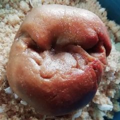 A picture of Baati.