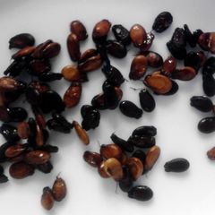 A picture of Toasted Watermelon Seeds.