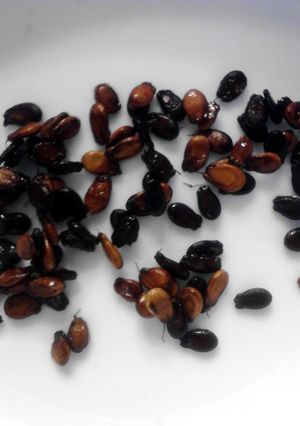 A picture of Toasted Watermelon Seeds.