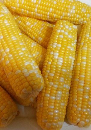 A picture of Perfect corn on the cob.
