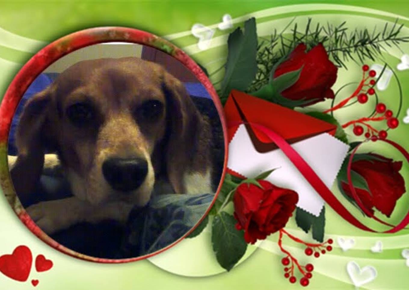 Flea And Tick Spray 2