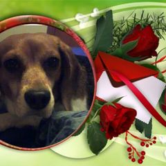 A picture of Flea And Tick Spray 2.