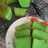 Cake pandan putih telur