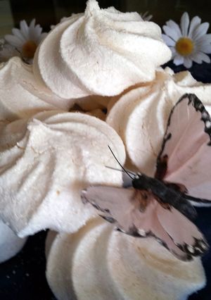 A picture of AMIEs MERINGUE.