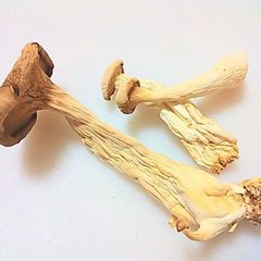 A picture of Umami and Nutrition Packed Dried King Oyster Mushrooms.