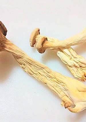 A picture of Umami and Nutrition Packed Dried King Oyster Mushrooms.