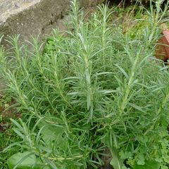 A picture of How To Store Rosemary.