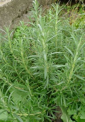 A picture of How To Store Rosemary.