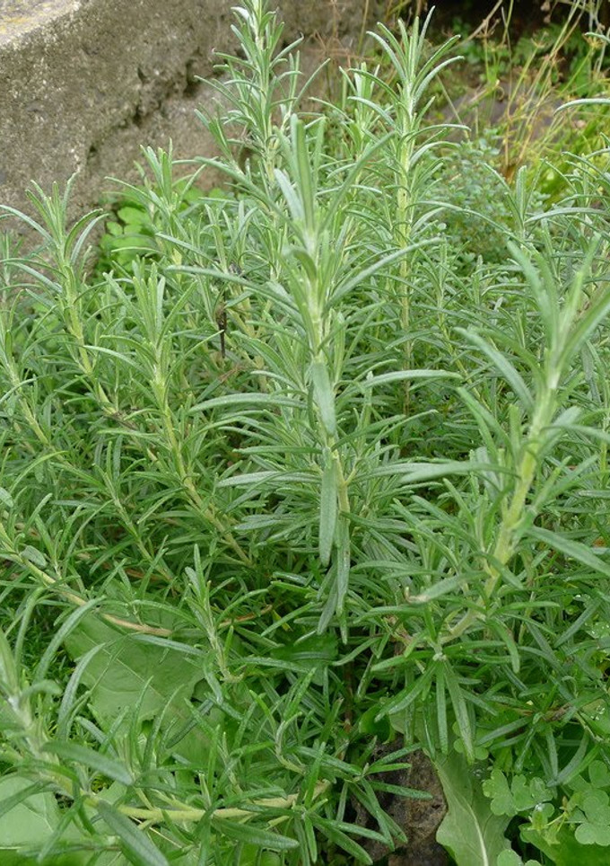 A picture of How To Store Rosemary.