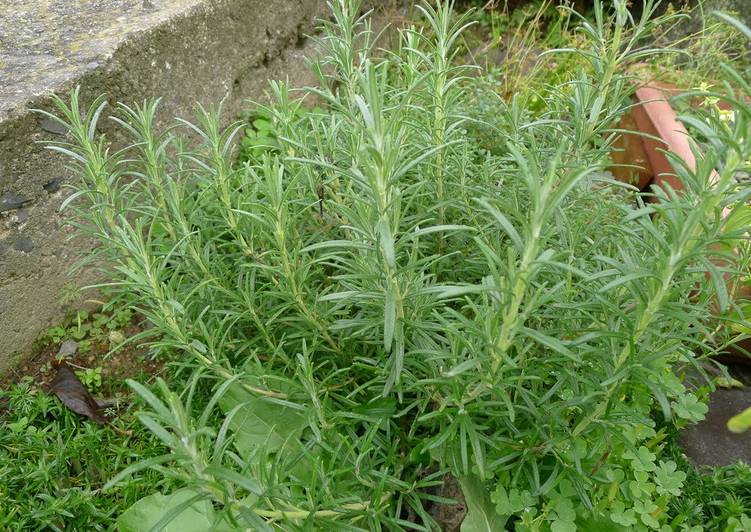 Step-by-Step Guide to Prepare Speedy How To Store Rosemary